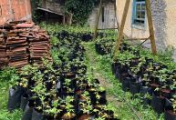 Plantação com mais de mil pés de maconha é descoberta na Grande SP