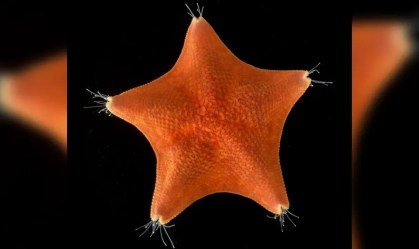 Corpos de estrelas-do-mar não são realmente corpos, diz estudo