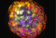 Cientistas constroem robôs com função curativa usando células humanas