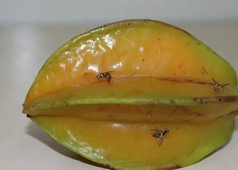 mosca-da-carambola