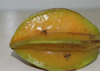 mosca-da-carambola