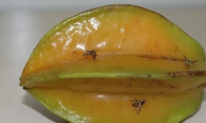 Mosca-da-carambola: riscos à saúde humana são mínimos, dizem especialistas