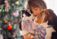 Cachorro ou gato: qual pet é mais buscado no Brasil?
