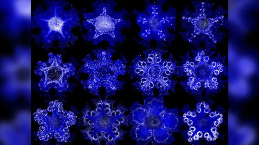 Os pesquisadores mancharam o material genético das estrelas-do-mar com rótulos fluorescentes, permitindo aos cientistas mapear o comportamento dos genes dos animais / Laurent Formery/Divulgação
