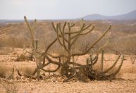 Estudo revela surgimento de área similar a deserto no Brasil