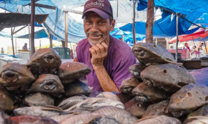 Estudo revela que cultivo de peixes na Amazônia deve crescer apenas 5% em dez anos