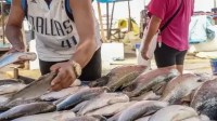 Alternativa aos EUA: pescadores apostam em China, Austrália e Oriente Médio