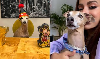 plinio-pet-anitta