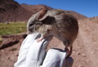 Múmias de ratos são encontradas em ambiente hostil no topo das montanhas dos Andes