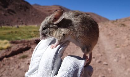 Múmias de ratos são encontradas em ambiente hostil no topo das montanhas dos Andes