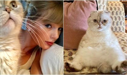 Taylor Swift e a gata Olivia