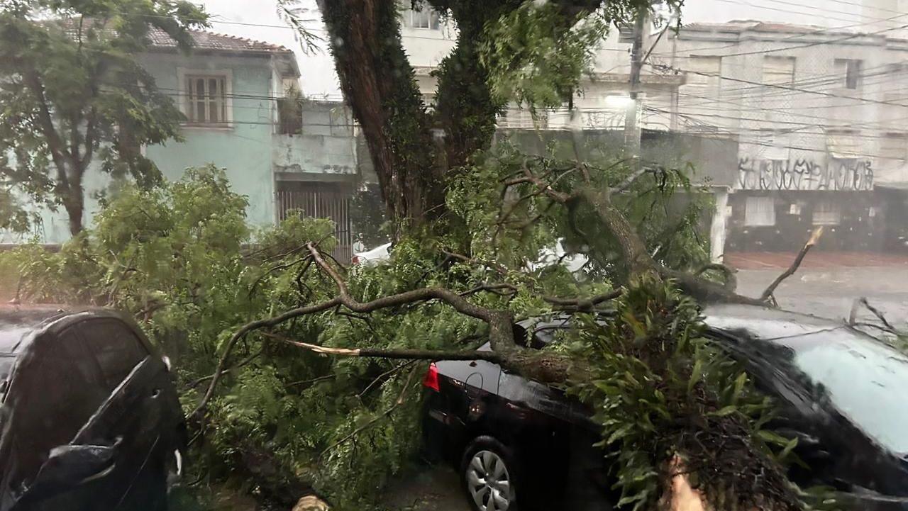 Queda de árvore em Ipiranga após durante temporal em São Paulo nesta sexta