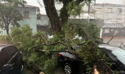 Chuva provoca queda de 120 árvores e desabamentos em São Paulo
