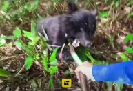 Japão registra recorde de ataques de urso; mudança climática agrava problema; entenda