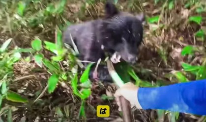 Japão registra recorde de ataques de urso; mudança climática agrava problema; entenda