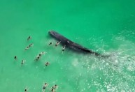 Baleia encalhada em praia morre na Austrália