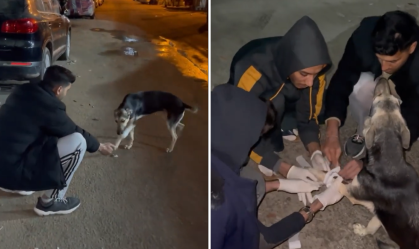 Vídeo: Palestinos ajudam a fazer curativo em cachorro de rua ferido