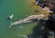 Baleia de 12 metros é encontrada morta em Ubatuba, no litoral de São Paulo