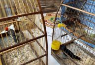 PF prende duas pessoas por tráfico de animais silvestres no RS