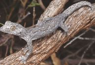 Lagartixa que atira gosma e lagarto sem pernas: veja algumas das centenas de espécies descobertas em 2023