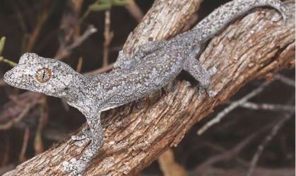Lagartixa que atira gosma e lagarto sem pernas: veja algumas das centenas de espécies descobertas em 2023