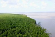 Desmatamento na Amazônia recua 40% no 1º trimestre de 2024, diz governo