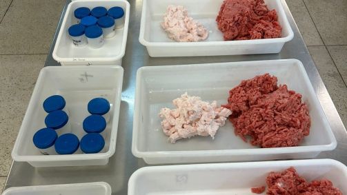 Amostras de carnes e gorduras prontas para serem temperadas, em experimento na ESALQ/USP que reduziu em 50% o sódio em hambúrgueres