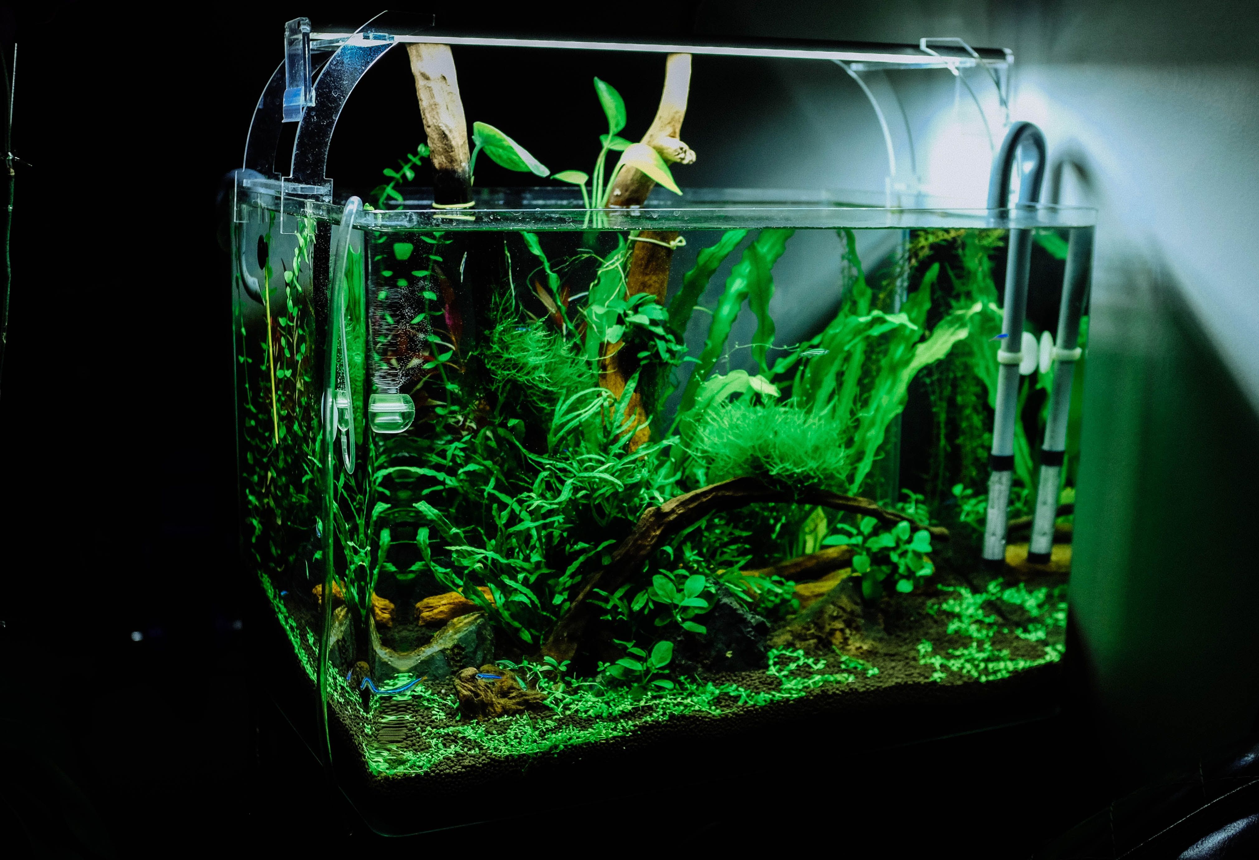 É importante escolher o tamanho do aquário já pensando onde o item vai ficar em sua casa e quanto de espaço de você tem. /Huy Phan/ Via Unsplash