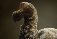 Empresa que "recria" animais extintos faz avanços em recuperação de ave