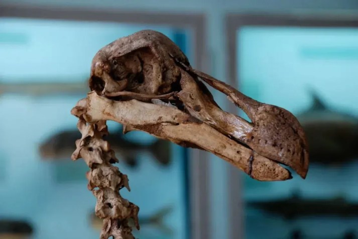 O dodô é uma das várias criaturas extintas que a Colossal Biosciences está tentando ressuscitar / Ranjith Jayasena