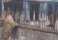 Onça-pintada escala pilastra e se aproxima de visitantes em Brasília