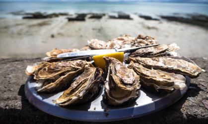 Litoral de SP: governo monitora risco de contaminação por frutos do mar que pode causar amnésia