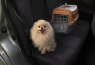 Vai viajar? Veja algumas dicas para levar o seu pet com segurança