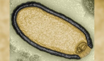 Por que a "biologia da ressurreição" está ganhando força no mundo todo