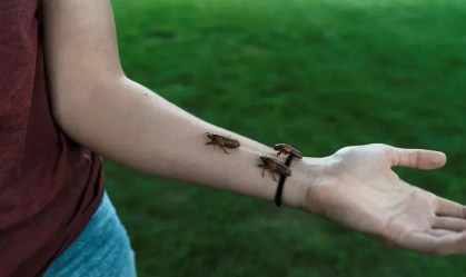 Apocalipse de cigarras: bilhões de insetos surgirão pela primeira vez em 200 anos