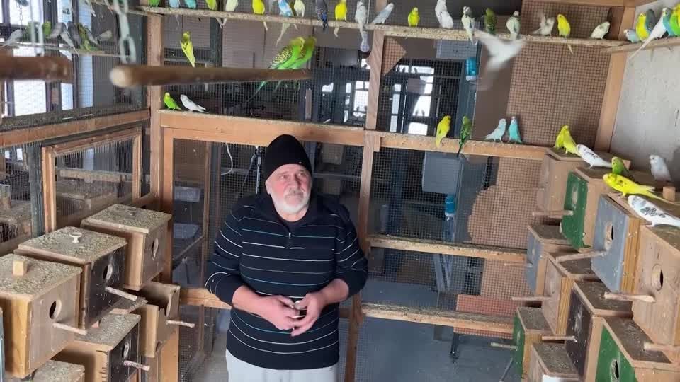Homem da Macedônia do Norte vive com mais de 600 pássaros