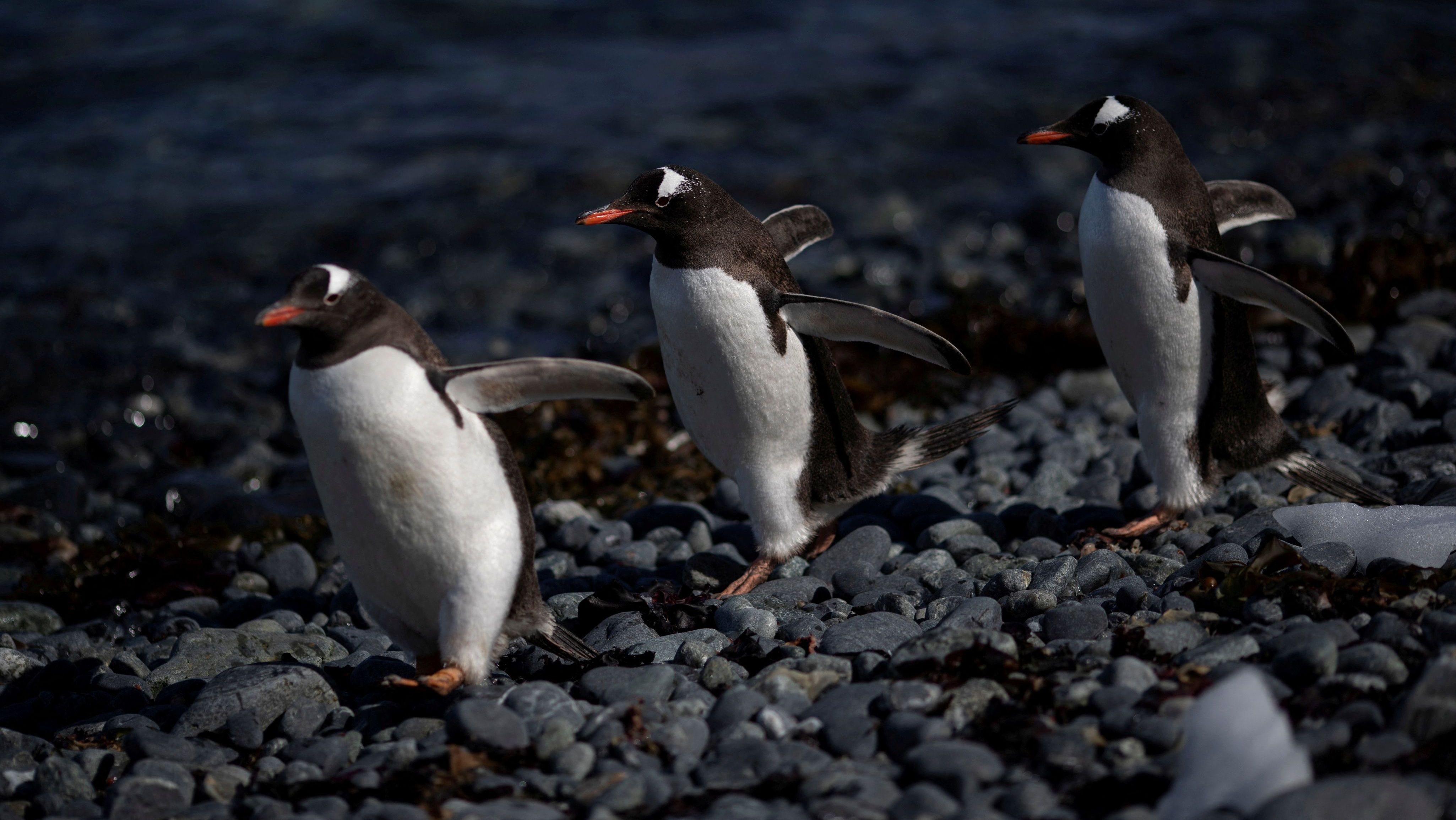 Grupo de pinguins-gentoosna Antártida