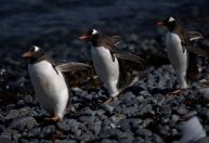 Cientistas alertam sobre risco de propagação de gripe aviária após casos em pinguins