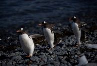 Gripe aviária é encontrada em pinguins perto da Antártida; 200 filhotes morrem
