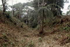 Estradas largas e profundas escavadas no sítio Sangay, Vale Upano, Equador