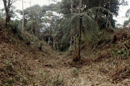 Estradas largas e profundas escavadas no sítio Sangay, Vale Upano, Equador