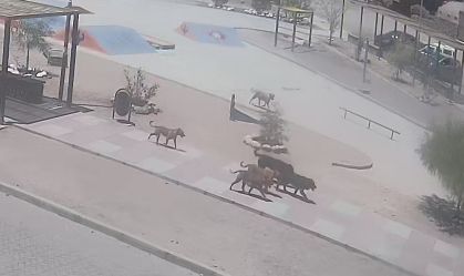 Após ataque a brasileira, cidade no Chile exige eutanásia de cães de rua perigosos