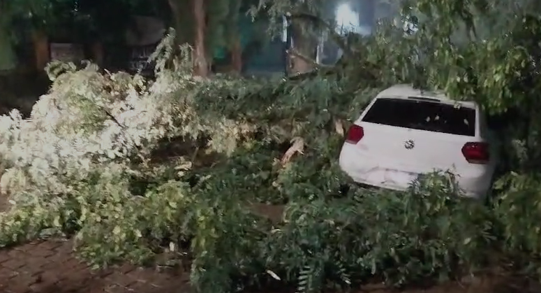 àrvores sobre carro em POA