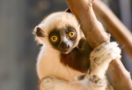 Raro filhote de lêmure nasce em zoológico na Inglaterra; entenda a importância 