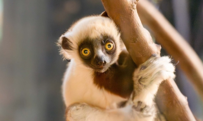 Raro filhote de lêmure nasce em zoológico na Inglaterra; entenda a importância 
