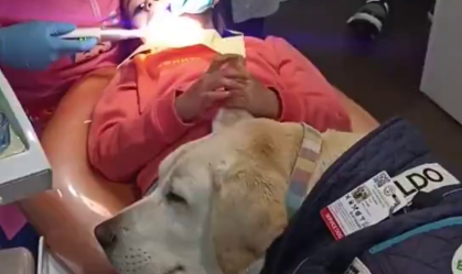 Vídeo: cachorro “assistente” de dentista ajuda a acalmar crianças em consultório