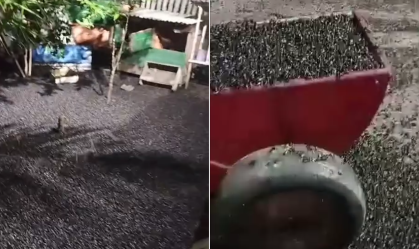 Moradores de Amapá (AP) sofrem com infestação de besouros; veja