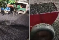 Moradores de Amapá (AP) sofrem com infestação de besouros; veja