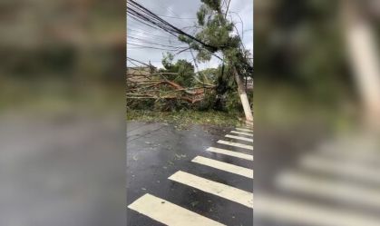 Árvore de grande porte cai, destrói muro de escola e atinge carros na Grande SP