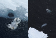 Fotógrafo flagra urso polar brincando na água; assista ao momento
